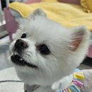 따숩개하우스 | 대구 북구 대현동 애견미용 잘하는 곳 따숩개하우스 폼피치 클리핑 후기