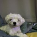 멋내는 애견 이미지