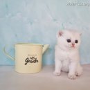 ANGELINUS CATTERY 이미지