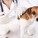 카카오 동물병원 이미지