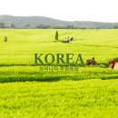 바람뜰농장 | 봄 여행지 4월 국내여행 추천 고창 청보리밭 유채꽃 보리나라 학원농장 가는법 입장료 주차