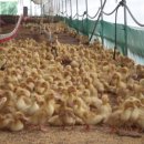 오리농장 이미지