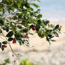 동백바다 이미지