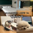 부산 애견동반 숙소 추천 해운대 해수욕장 근처 엘본스테이