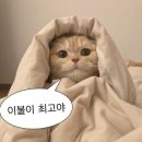 세사리빙신 | W29. 신혼배딩 고르기 :: 피레넥스 | 더하우스 | 알레르망 (롯백본점)