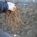 대박1농장 이미지