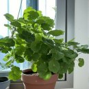 대한꽃집 | 아름다운 애월읍 꽃집에 대한 방문 후기와 추천 서비스