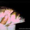 내촌낚시터 이미지