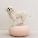 마스터 동물의료센터 이미지