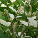 삼백초한의원 이미지