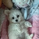 꼬망이펫샵 이미지