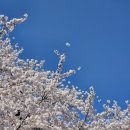 도서관 놀이산책 | 수원 벚꽃놀이 명소, 옛 경기도청→행궁동 벚꽃길 산책코스 후기 (26년 4월 5일)