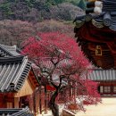 명인방 이미지