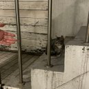 까치PC방 | 오렌지 저녁 빛 물든 미소가사랑을 말하던 날