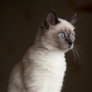 고양이집:고집 이미지