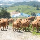 국립축산과학원 한우연구소 이미지