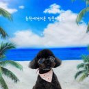 멍뭉이발소 이미지