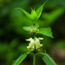 세쌍둥이네 풀꽃세상 이미지