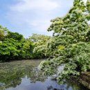 (자)정풍 이미지