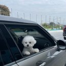 멍멍이집 이미지