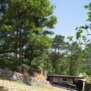 소나무언덕 이미지