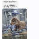 포포동물병원 이미지