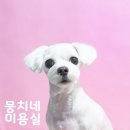 뭉치네 미용실 이미지