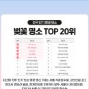 베라푸드 | 청주인이 소개하는 벚꽃 명소(무심천, 수암골🌸)_베라 두바이를 곁들인