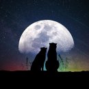 타로심리상담사 3급 이미지