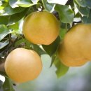 우영농장 이미지