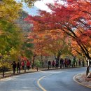 11월1일(일)[07:00출발] 정읍 ○내장산※신선봉=＞까치봉 ★내장사 최절정 단풍 ♡오래토록 남길 수 있는 멋진 가을추억 맹글어요~~ 이미지