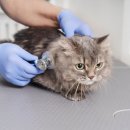 라파엘동물병원 이미지