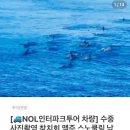 괌태교여행 5살 아이랑 돌핀투어 픽업 돌고래 스노쿨링 바다거북이 참치회