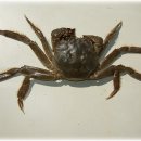 화순민물매운탕 이미지