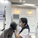 러블리 댕댕 이미지