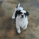 개포별빛동물병원 이미지