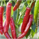 신일상사 이미지