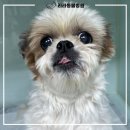리라동물병원
