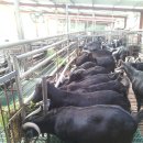 흑염소농장 이미지