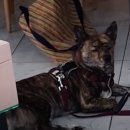 강아지살롱 이미지