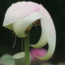 성은사 이미지