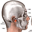 [聽會穴][청회혈] [听呵穴][청가혈] [後關穴][후관혈] 이미지