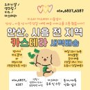 미스터카스테라