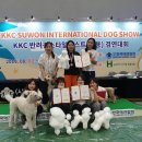 김지순애견미용학원 이미지