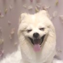 라니네 애견샵 이미지