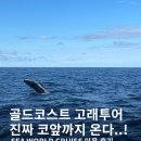 진용사 | 호주 골드코스트 고래 투어 후기 | 웨일와칭 시즌·복장·예약 꿀팁 총정리