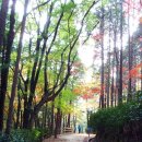 용문산 덕동사슴목장 | 전국의 유명 수목원 자연휴양림 관광농원