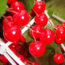 산호수농장 이미지