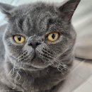 고양이 수염 이미지