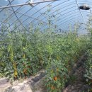 부남농장 이미지